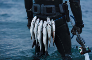 10 Tips for Choosing the Right Spearfishing Gear